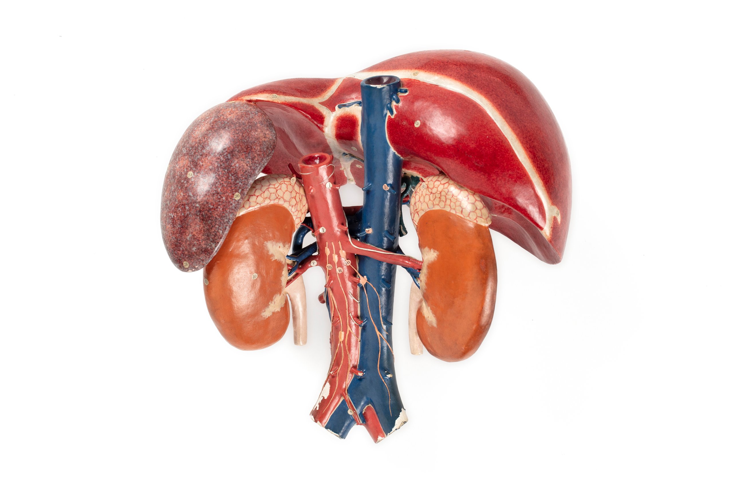 Anatomical model of human organs