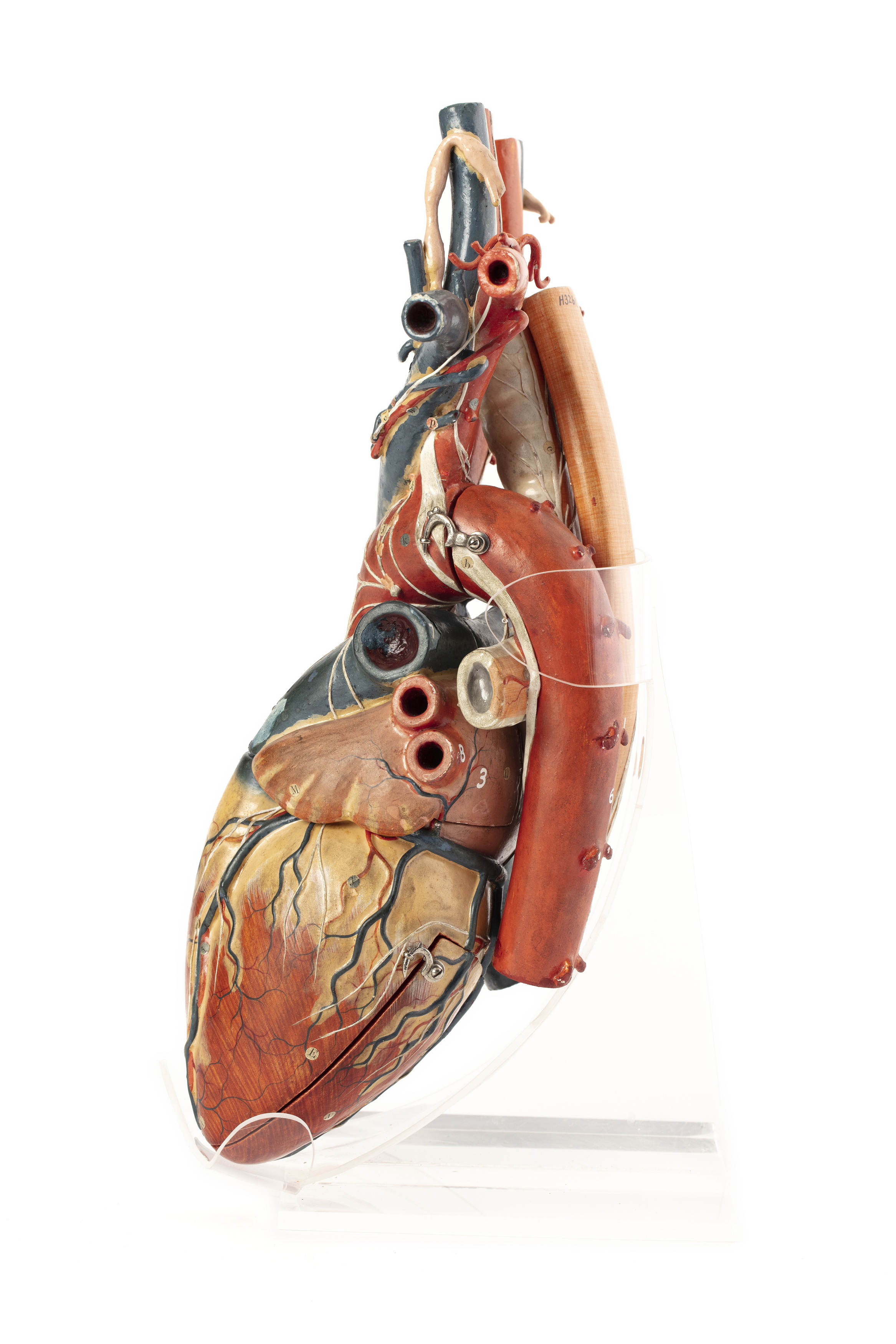 Papier-mache anatomical model of a heart