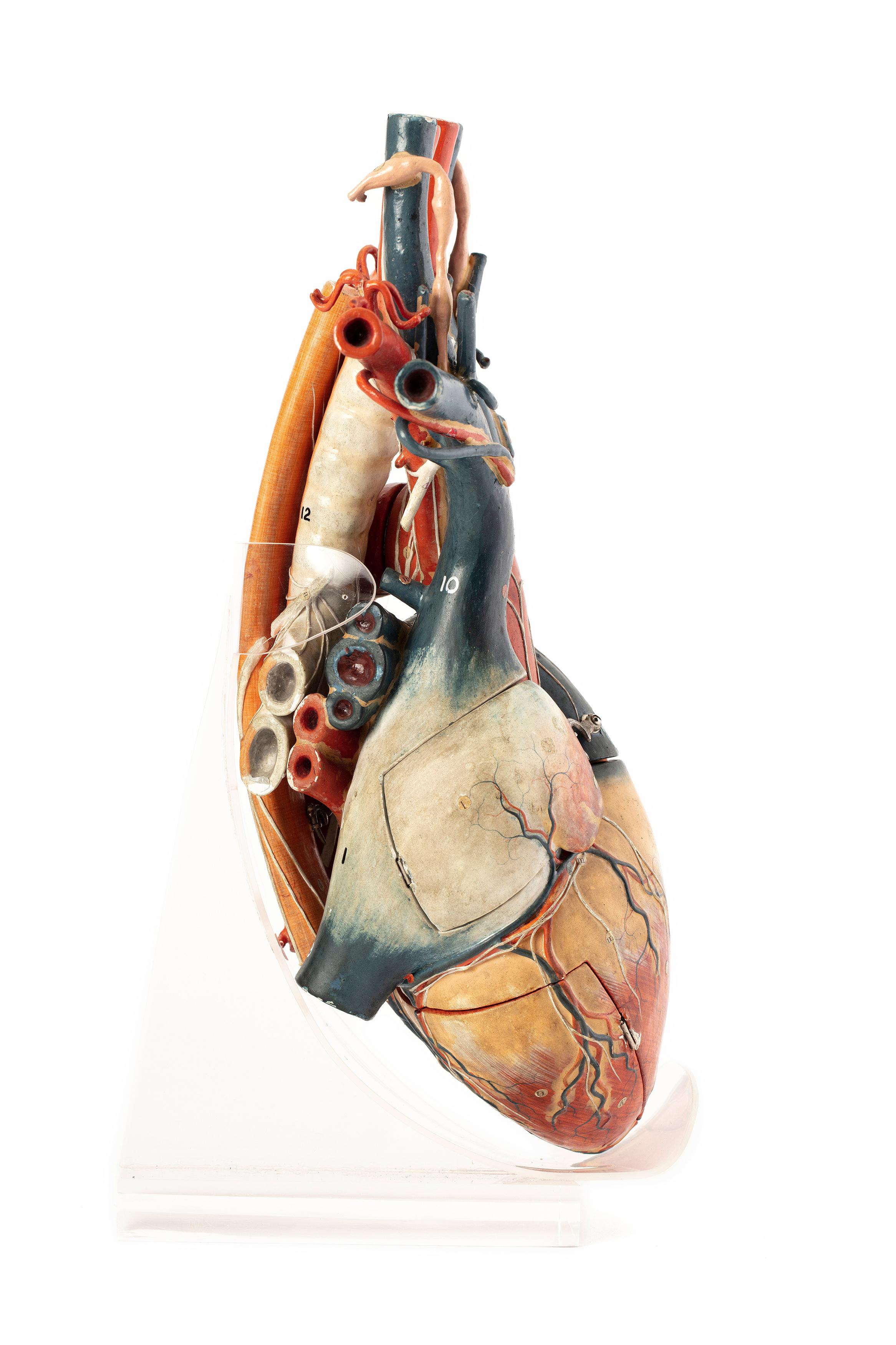 Powerhouse Collection - Papier-mâché anatomical model of a heart, 1919