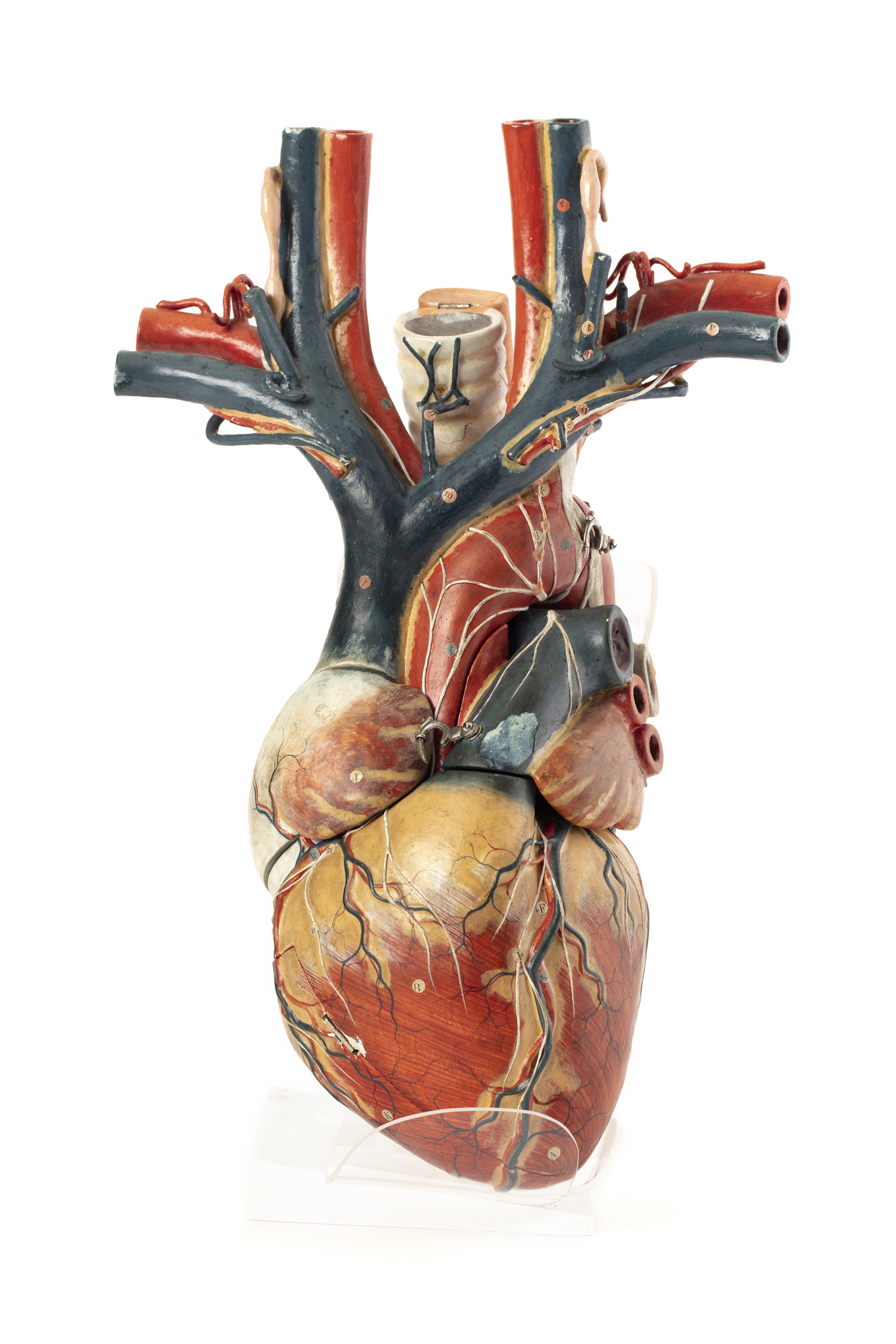 Papier-mache anatomical model of a heart