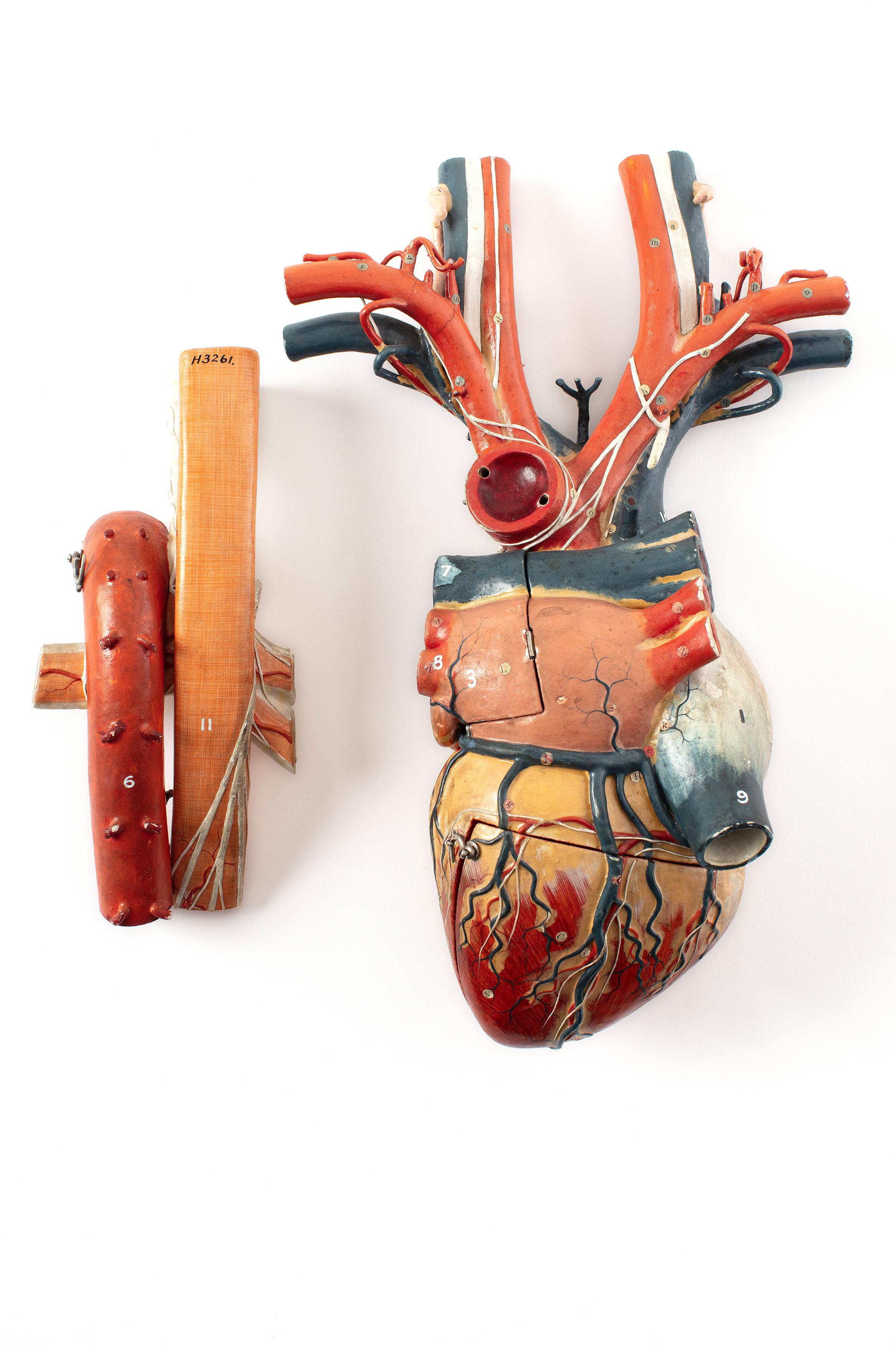 Powerhouse Collection - Papier-mâché anatomical model of a heart, 1919