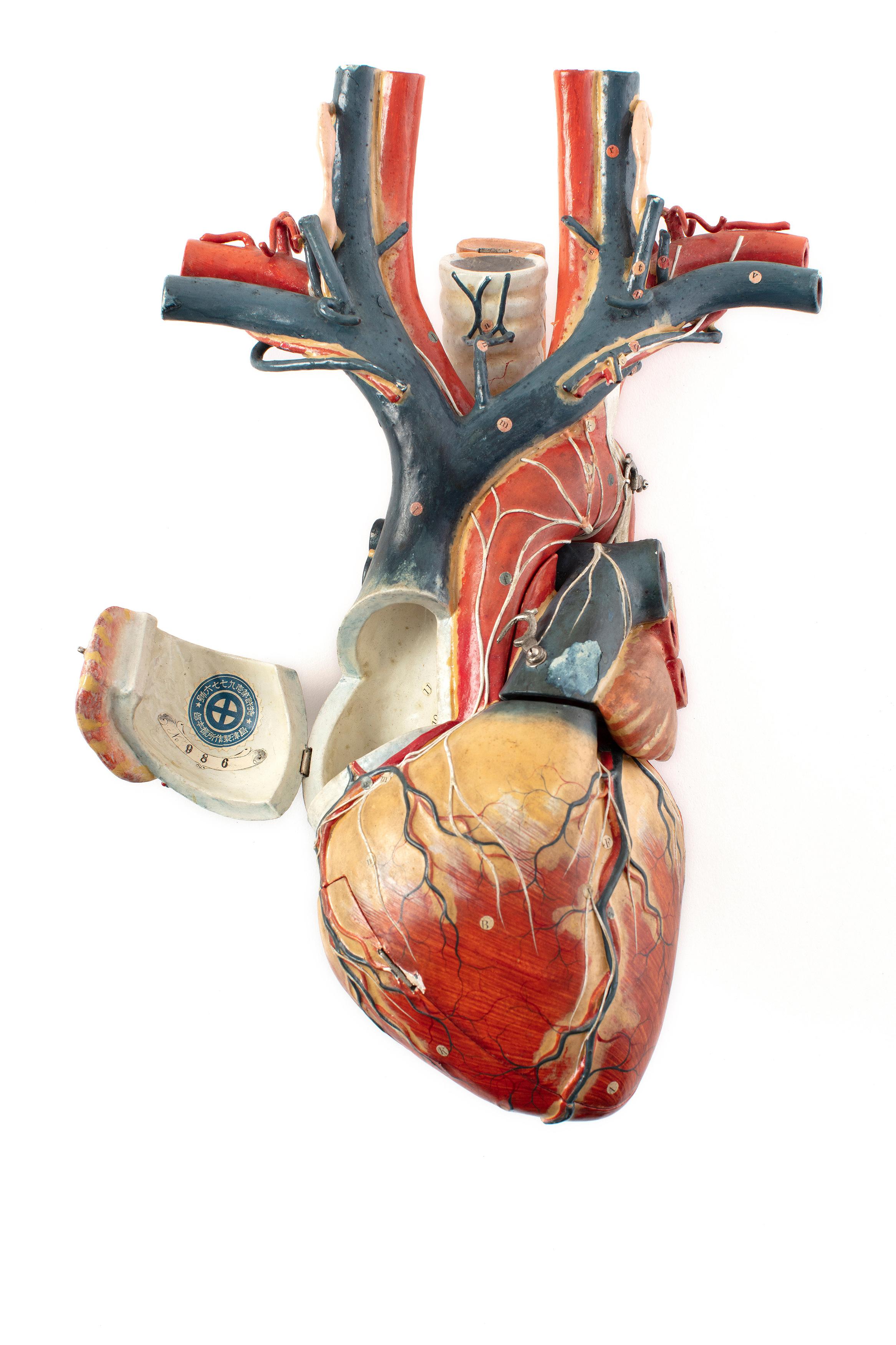 Powerhouse Collection - Papier-mâché anatomical model of a heart, 1919