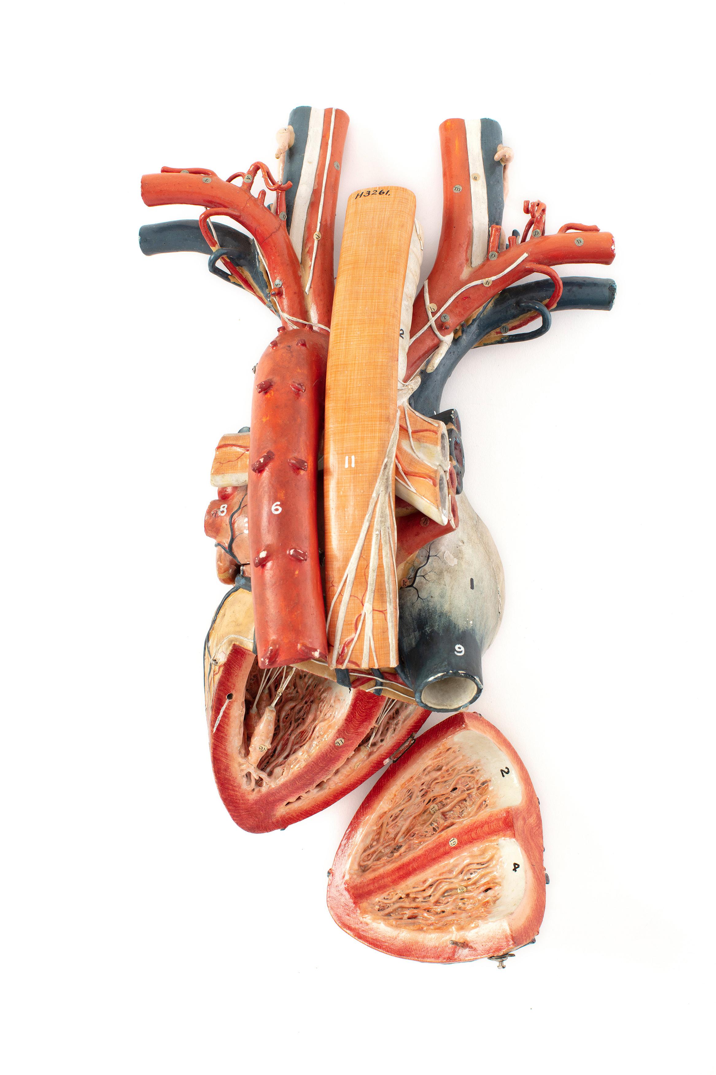 Powerhouse Collection - Papier-mâché anatomical model of a heart, 1919