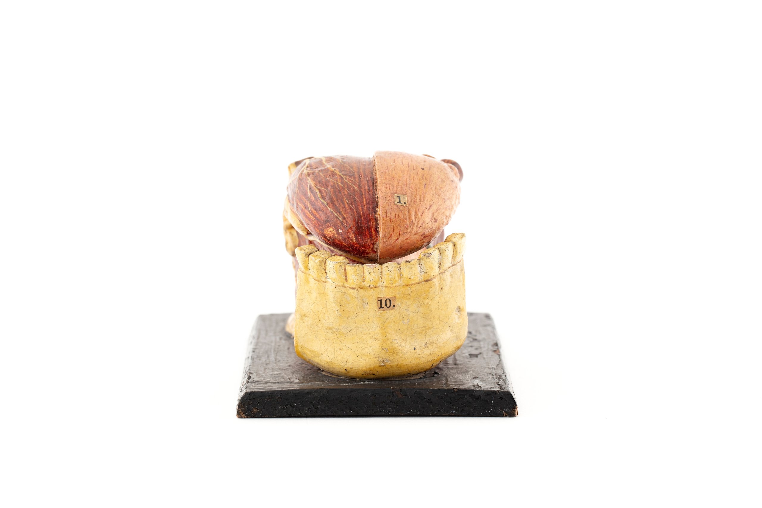 Anatomical model of a human tongue