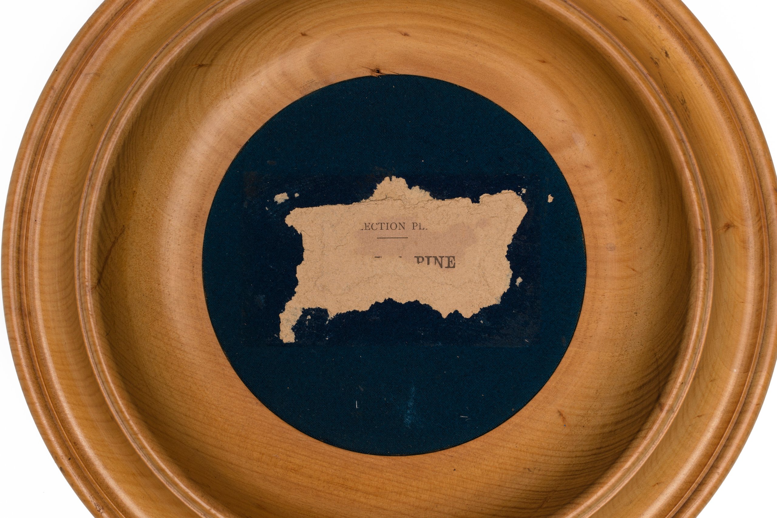 Timber specimen, collection plate made of Colonial Pine (Arancaria Cunninghamii)