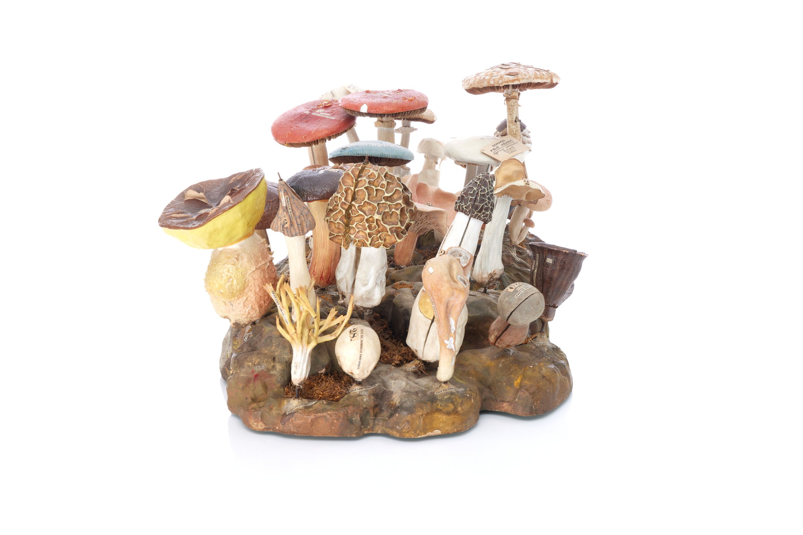 Model showing edible and inedible fungi by Dr Louis Auzoux