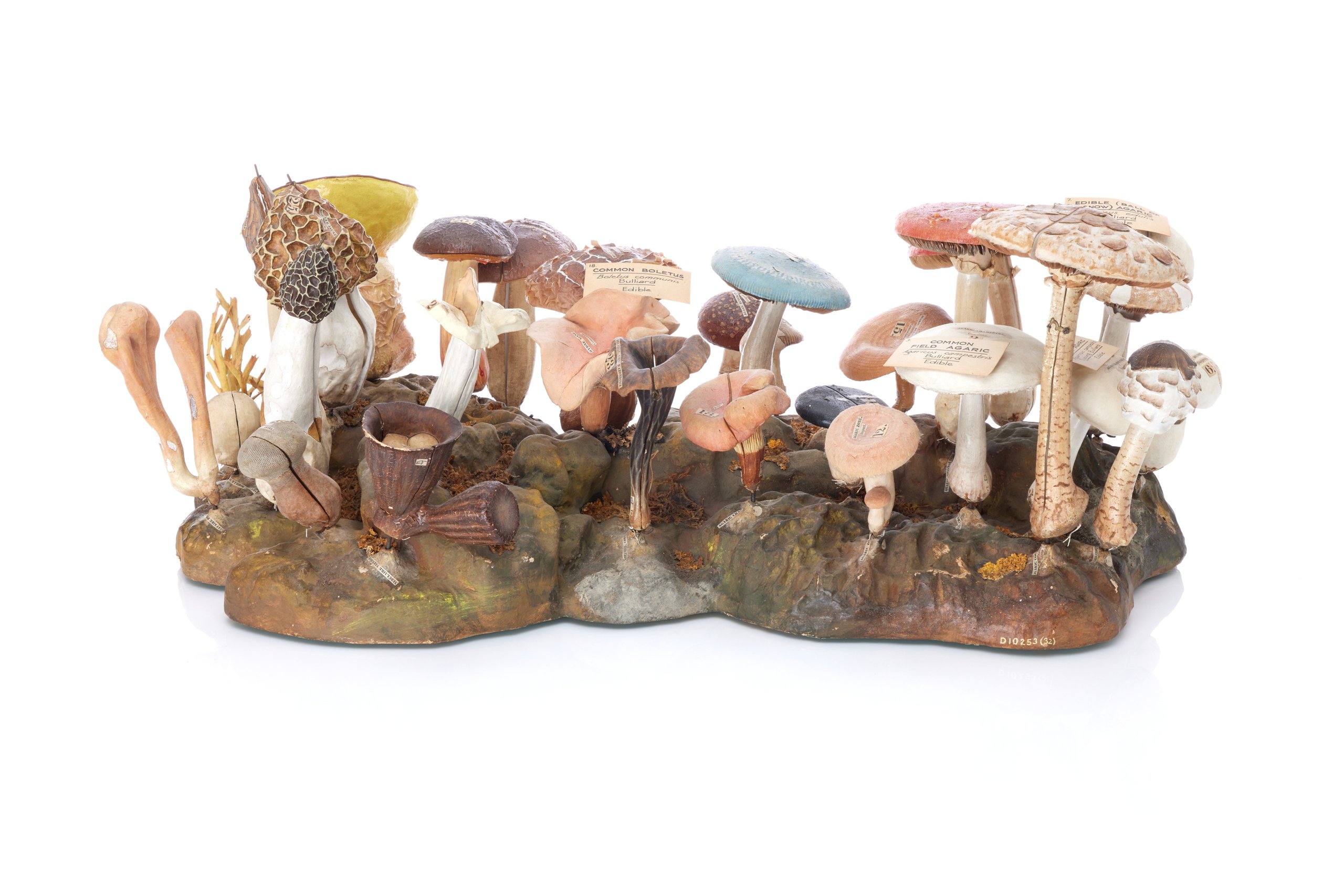 Model showing edible and inedible fungi by Dr Louis Auzoux