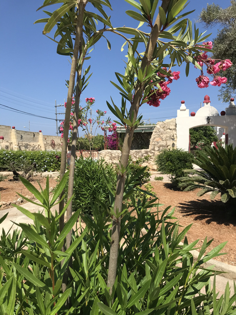 3 Bedroom Villa for Long Let in Kalkara - €7,000/month photo 21