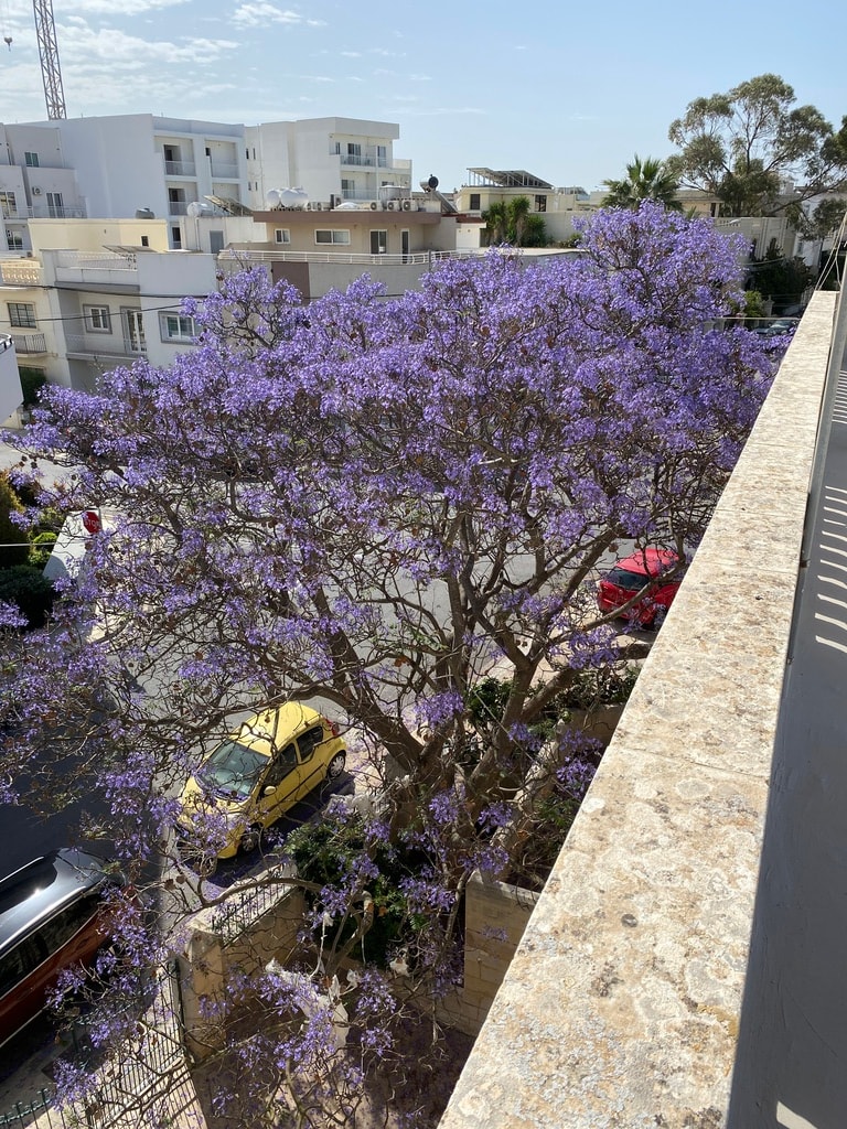 4 Bedroom Villa for Long Let in Balzan - €7,000/month photo 25