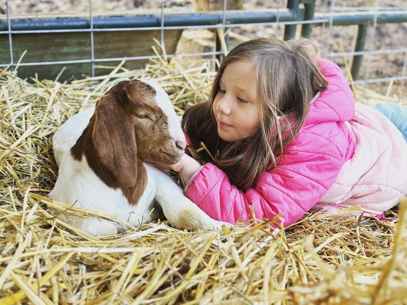 A young girl gently petting a baby goat while lying in straw.