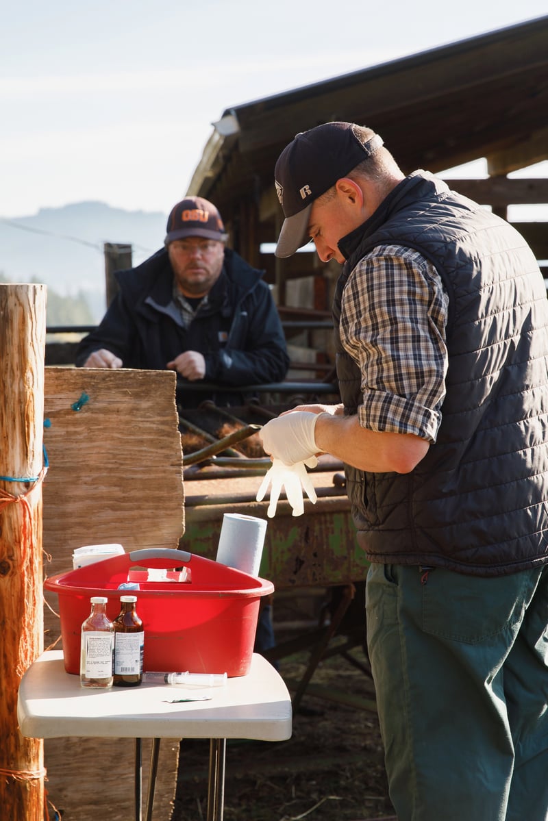 Veterinarian organizing medical supplies on a farm