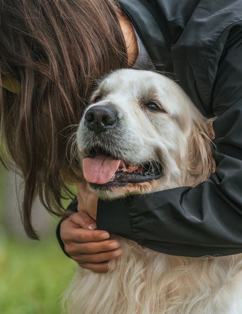 Person embracing their senior golden retriever, showing compassion.