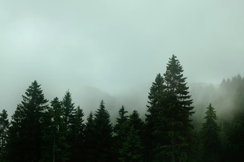 A misty forest with tall evergreen trees