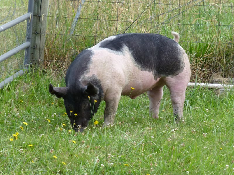 A pig grazing in a grassy field with flowers