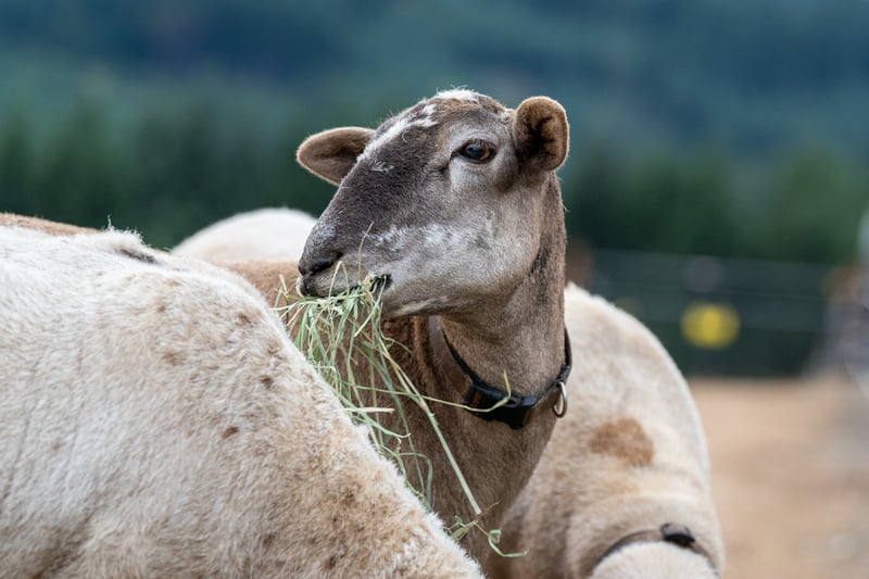 A sheep grazing on hay in a pasture