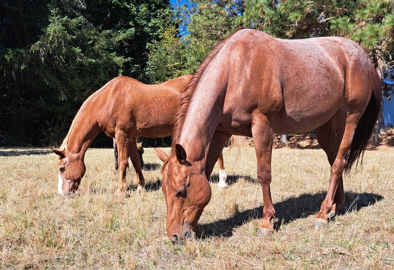 Two brown horses grazing in a grassy field