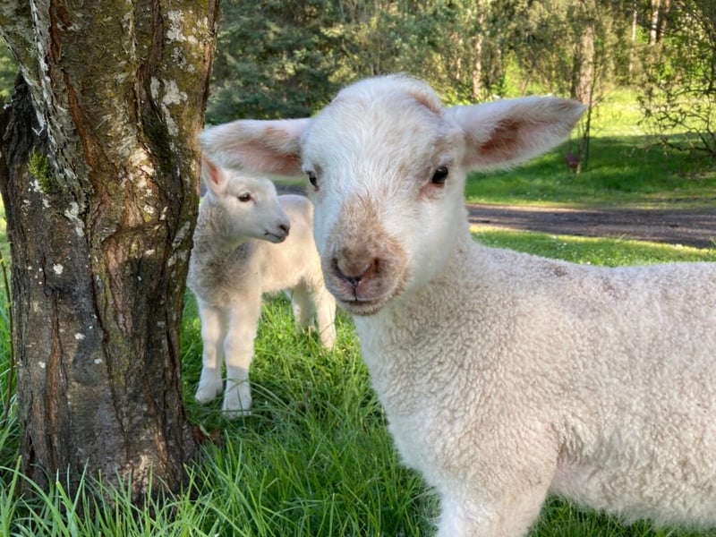 Close-up portrait of two young lambs beside a tree in spring grass