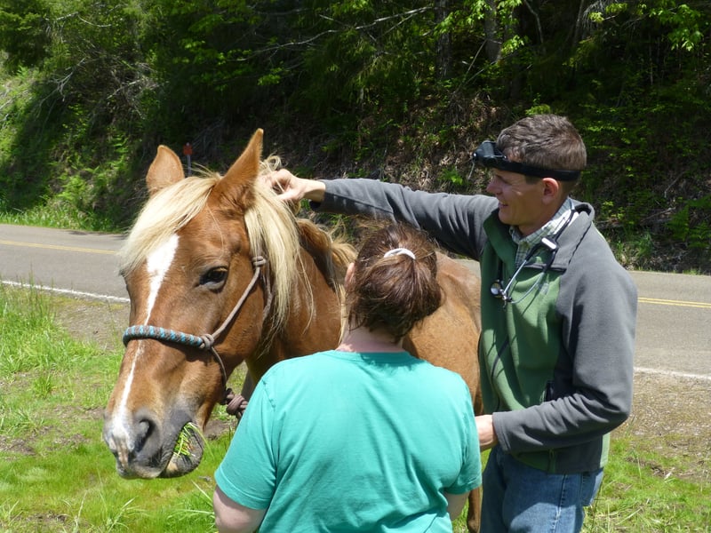 A veterinarian examining a palomino horse outdoors with a handler assisting.