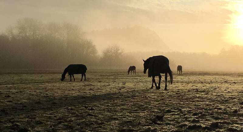 Horses grazing in a misty winter field during sunrise
