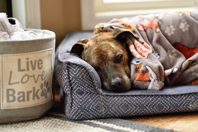 A brindle dog resting comfortably in a pet bed, covered with a cozy blanket.