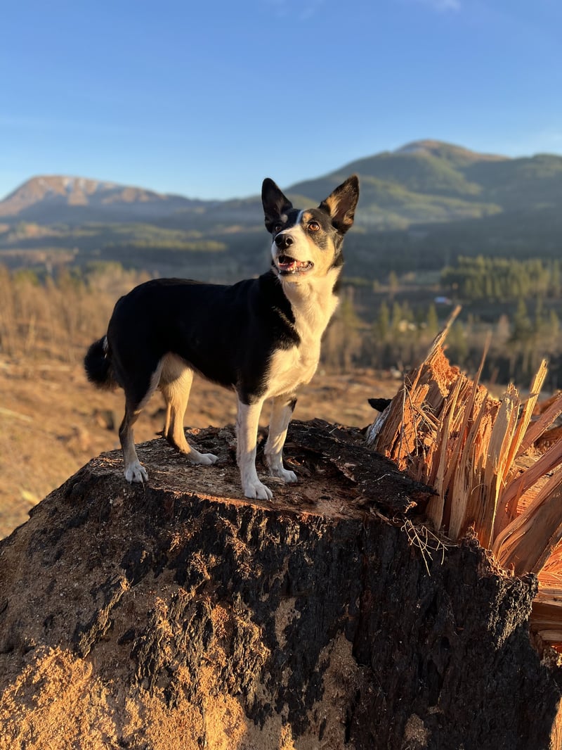 A border collie mix standing on a tree stump during sunset.