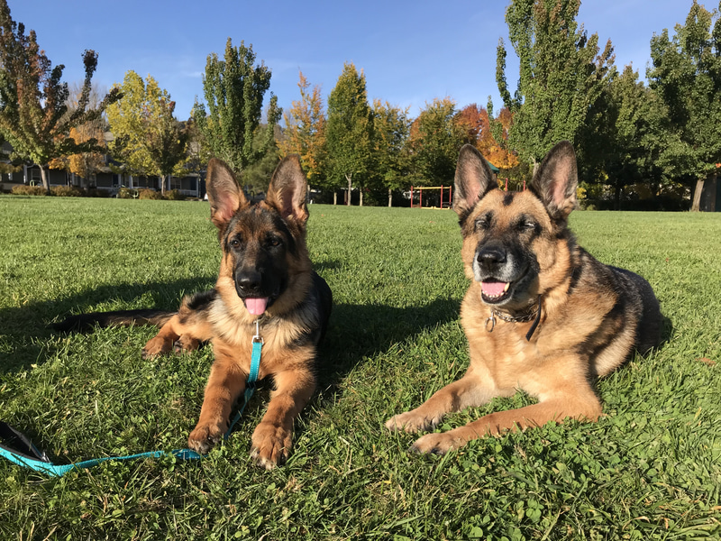 Two German Shepherd dogs, one puppy and one adult, resting on grass in a park