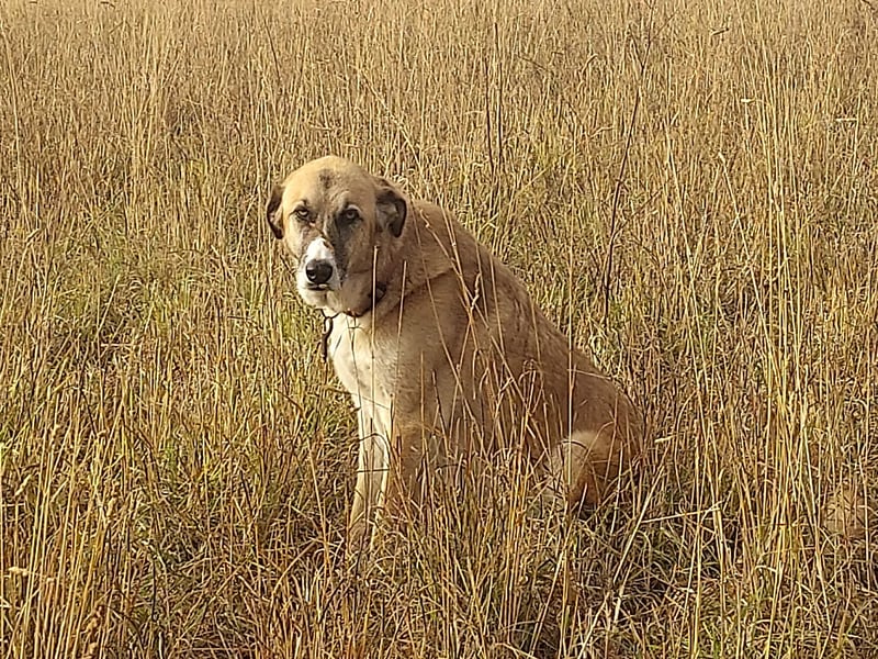 A livestock guardian dog sitting in golden grass