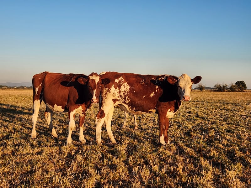 Two brown and white cows standing in a field during sunset