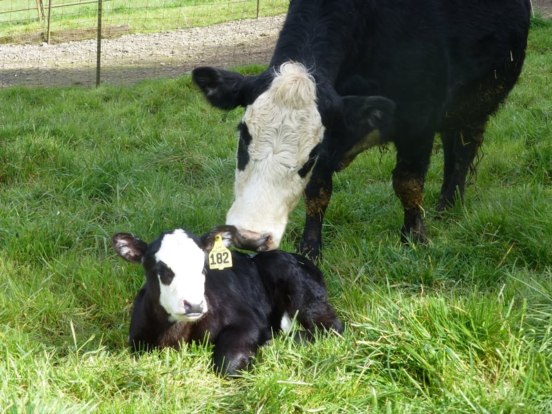 A mother cow gently nuzzling her newborn calf in a grassy field.