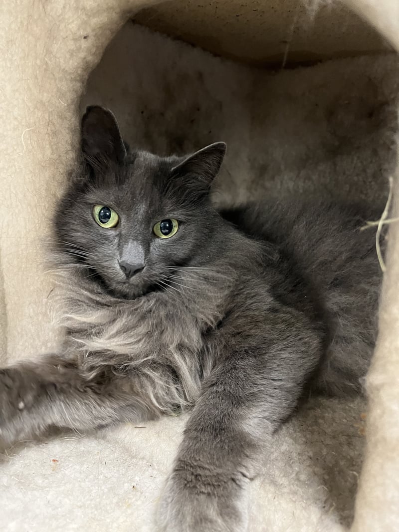 A long-haired grey cat resting inside a cat tree cubby