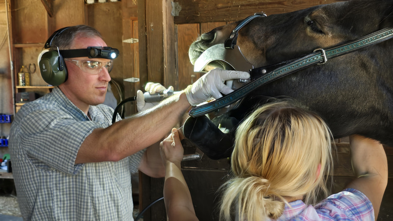Veterinarian performing dentistry on a horse with assistance