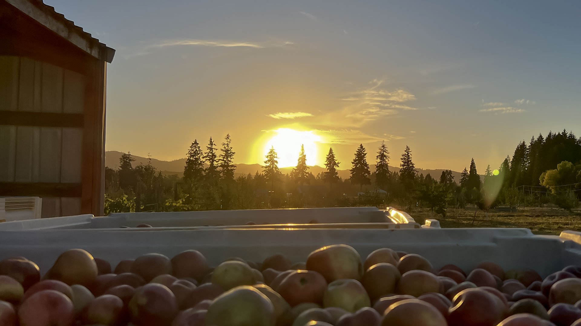 A view of apples in crates with a sunset in the background.