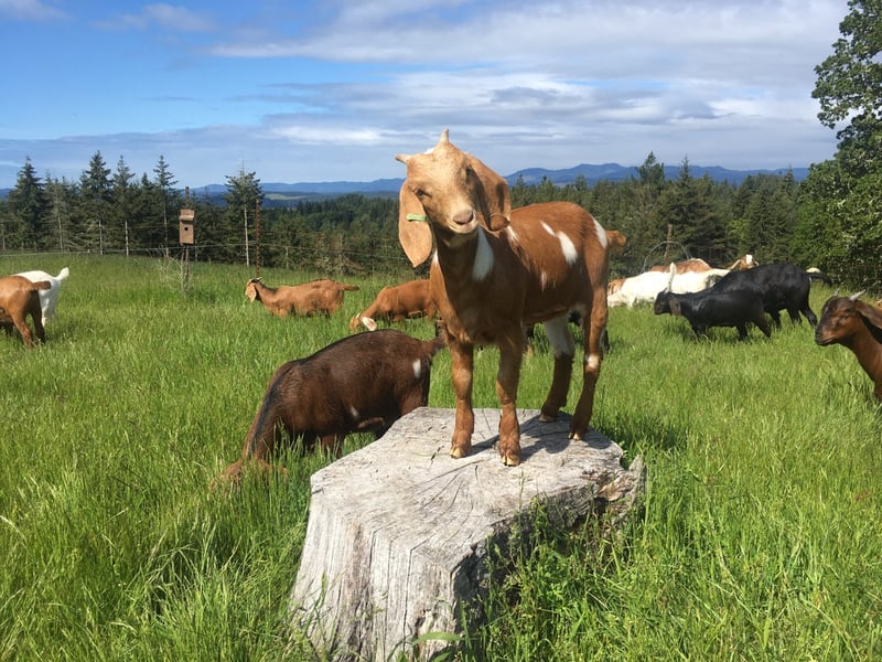 A playful goat standing on a log in a grassy field with other goats in the background.