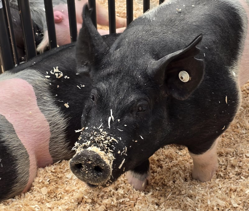 A pig in a show pen with wood shavings on the ground