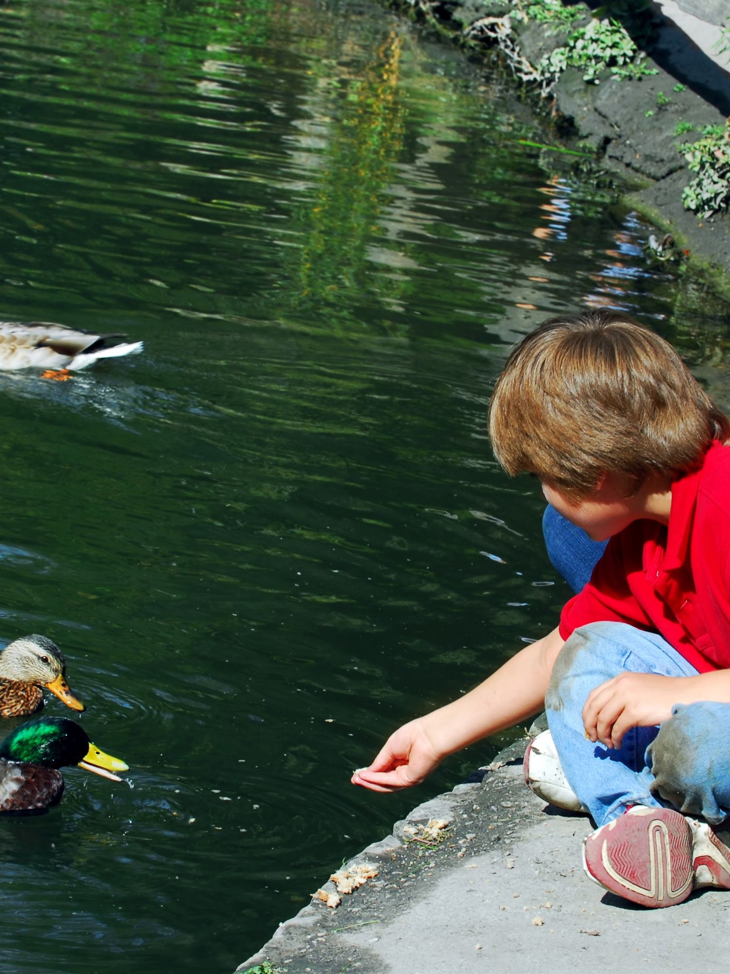 A child feeds ducks from the edge of a park pond.