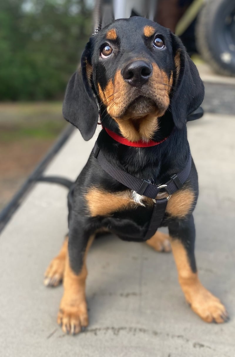 A black and tan hound puppy sitting outdoors, looking curiously at the camera.
