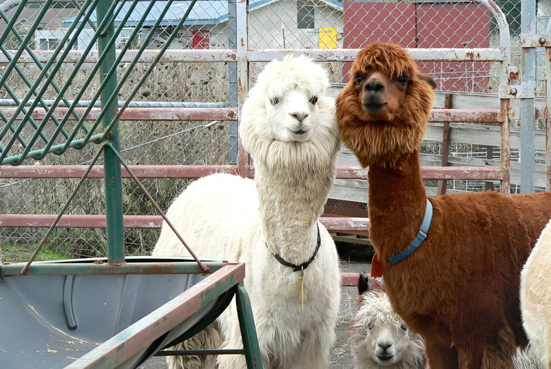 Two llamas standing together in a farm enclosure