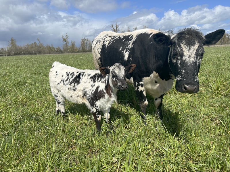 A speckled cow and her calf standing in a green pasture under a cloudy sky.