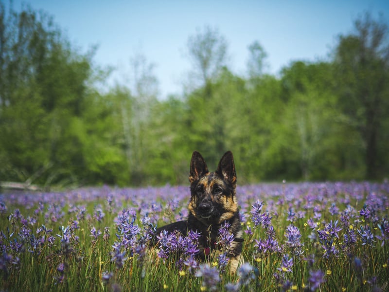 A German Shepherd sitting in a vibrant field of purple camas lilies.