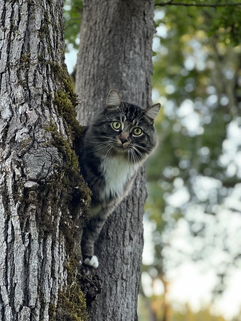 A tabby cat peeking from behind a mossy tree