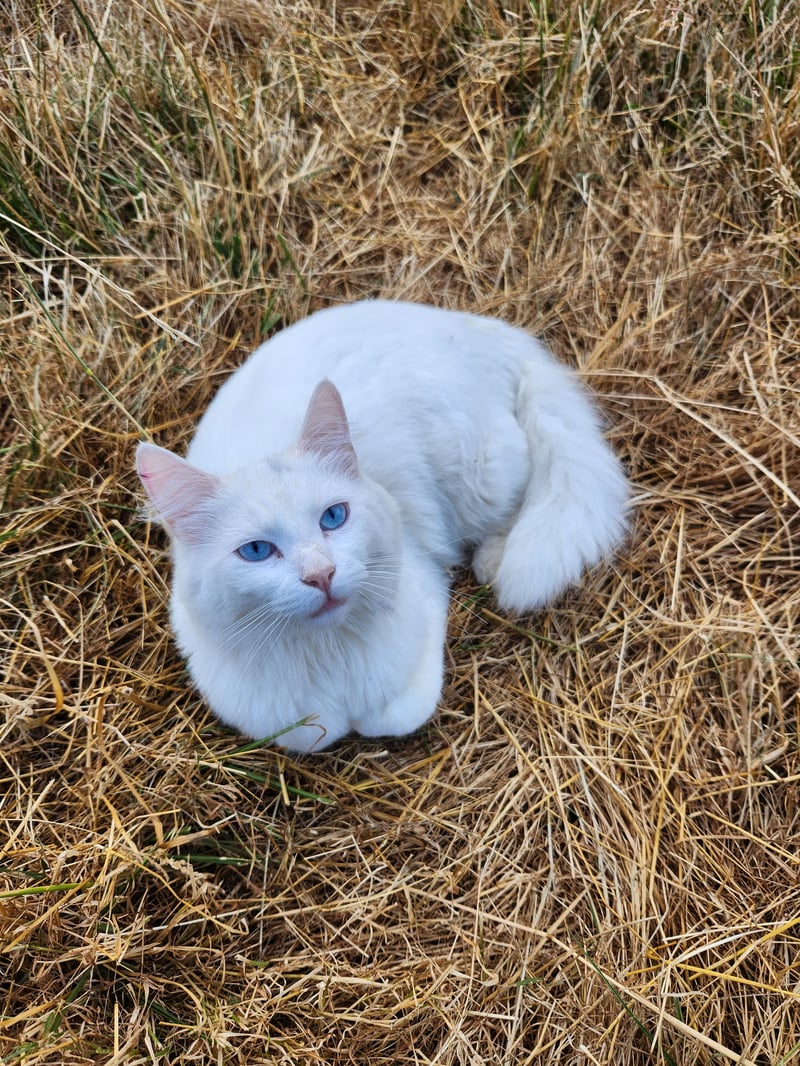 A white cat with blue eyes resting on dry grass
