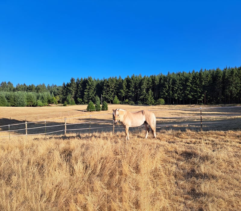 A horse standing in a dry field with trees in the background