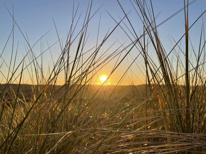 Golden sunset viewed through tall beach grass.
