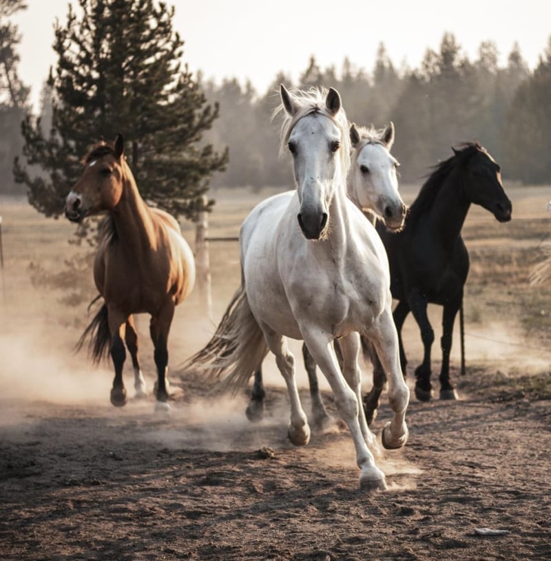 Three horses running on a ranch trail during sunset