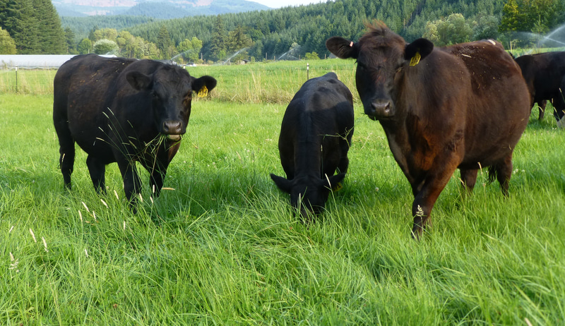 Beef cattle grazing in a green pasture with forested hills in the background