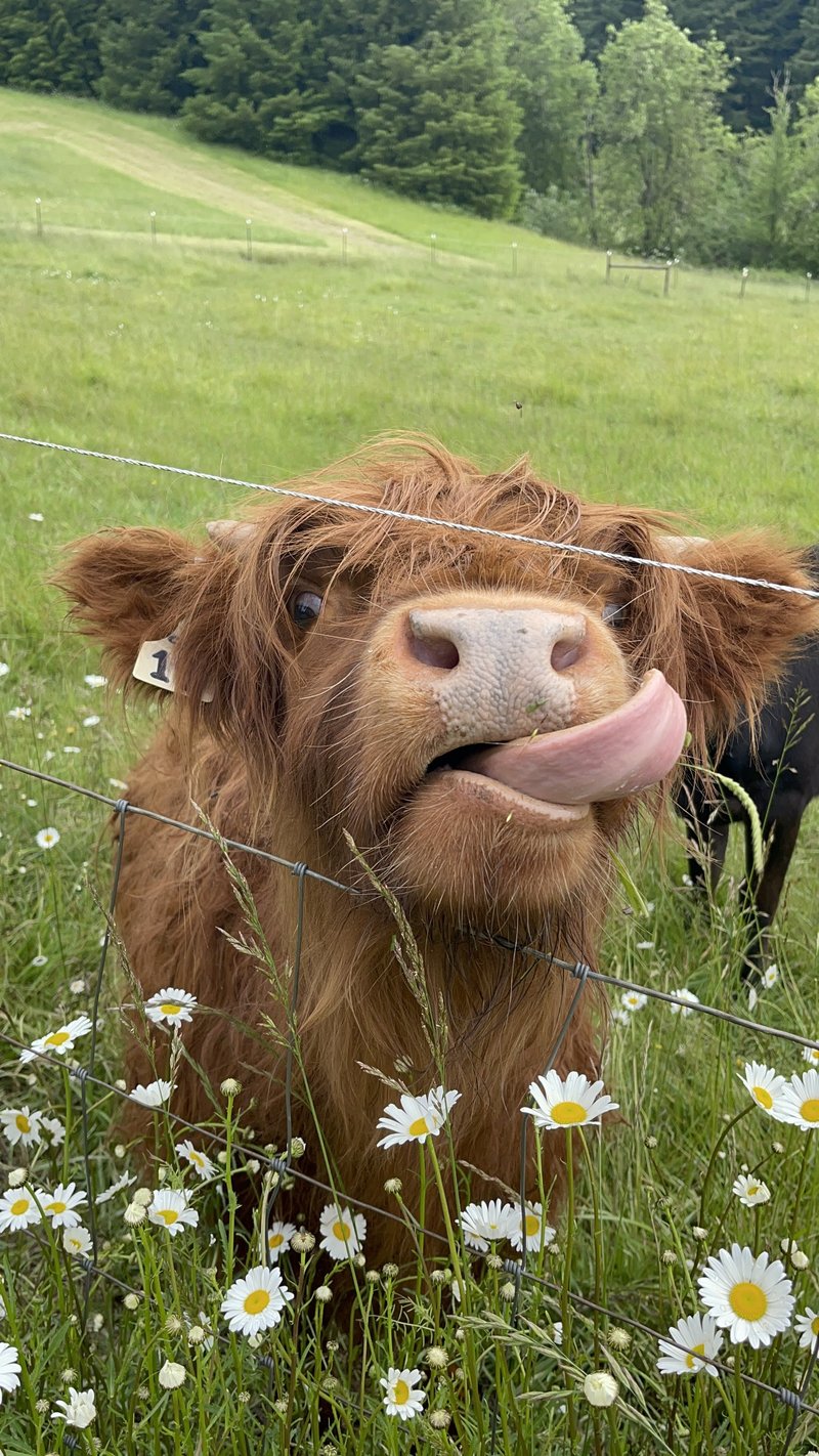 A Highland cow licking its nose in a field of daisies