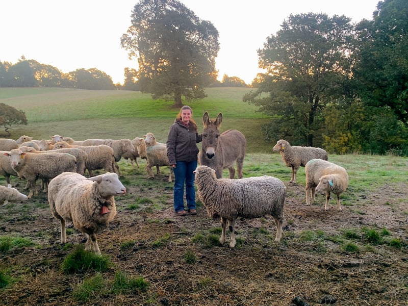 A woman standing among sheep and a donkey on a farm during sunset