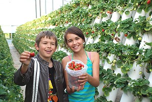 Ricardoes Tomatoes & Strawberries