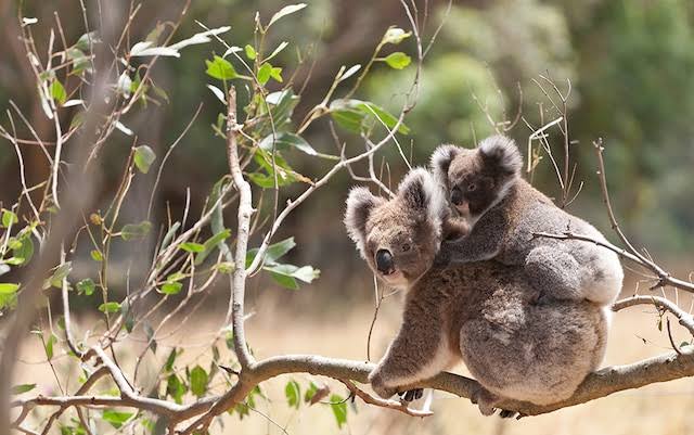 WILDLIFE EXPERIENCES