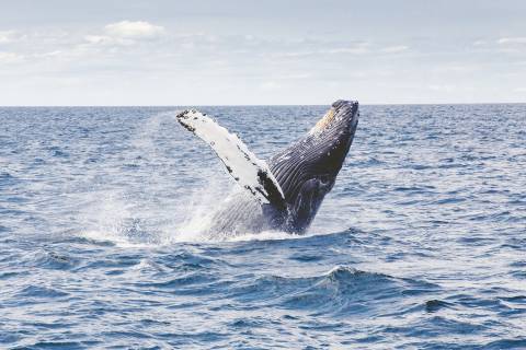 Get 15 - 20% off this Whale Watching Season!